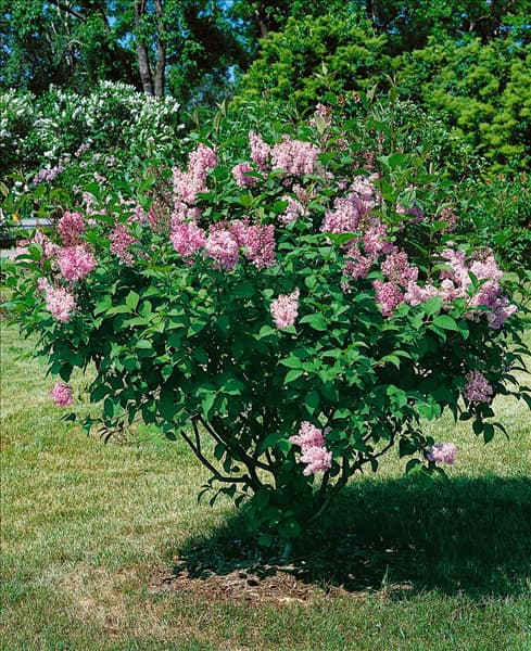 Syringa Royalty