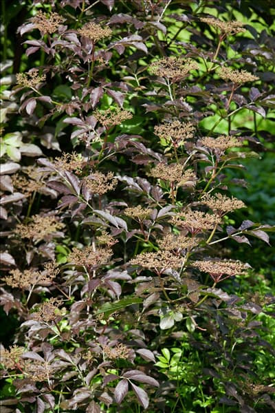 Sambucus nigra Guincho Purple