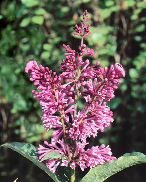 Syringa Royalty
