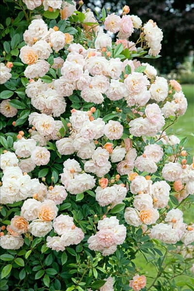 Rosa Gishlaine de Feligonde
