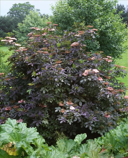 SAMBUCUS nigra Purpurea