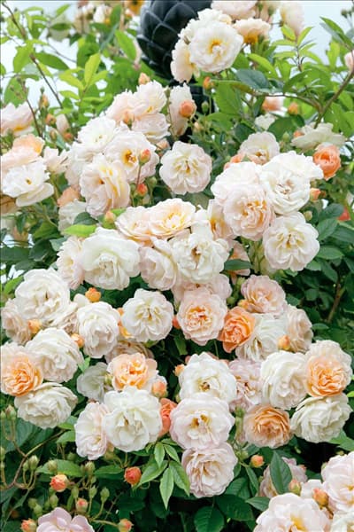 Rosa Gishlaine de Feligonde