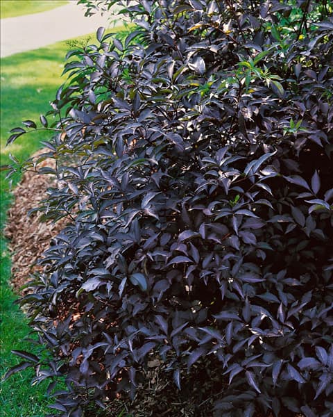 Sambucus nigra Black Beauty