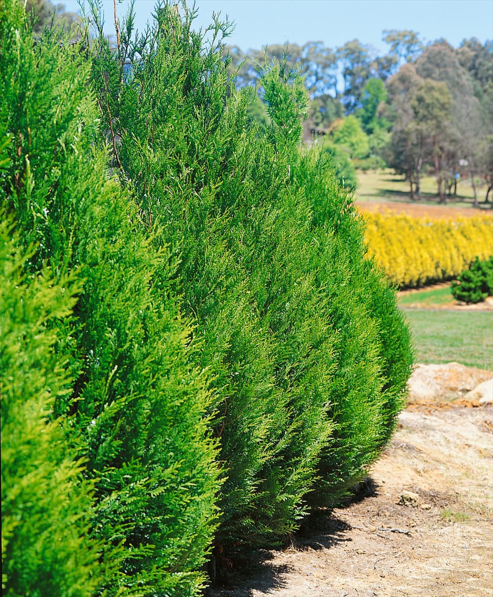 Thuja plicata Fastigiata