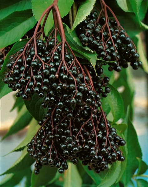 Sambucus nigra