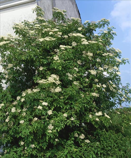 SAMBUCUS nigra