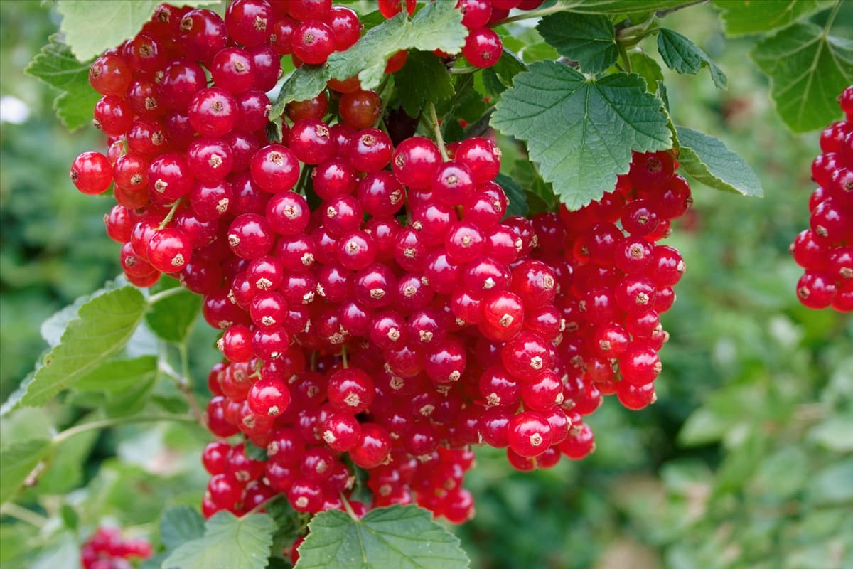 Ribes rubrum red