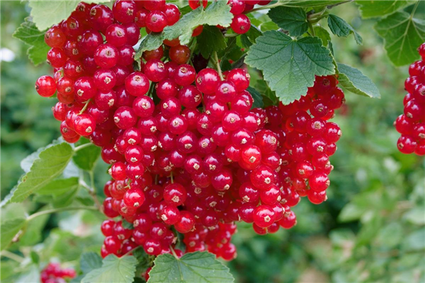 Ribes rubrum red