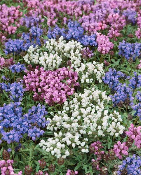 Prunella grandiflora Freelander Mix