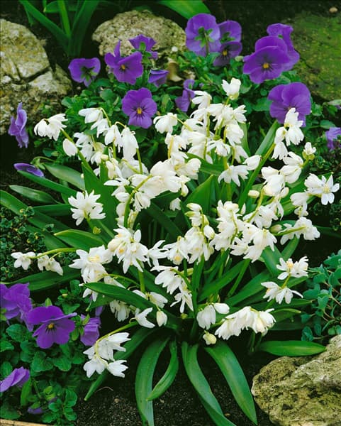 SCILLA SIBERICA ALBA