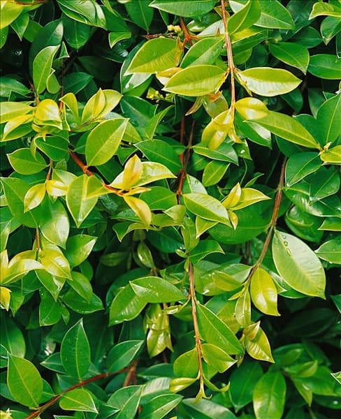 Syzygium paniculatum Dwarf