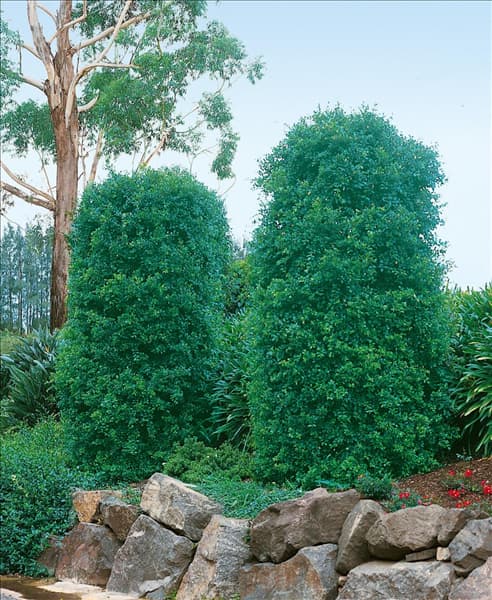 Syzygium paniculatum