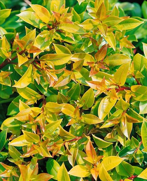 Syzygium paniculatum Dwarf