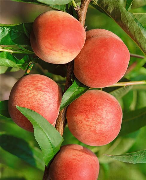 Prunus persica var. persica Grosse Mignonne