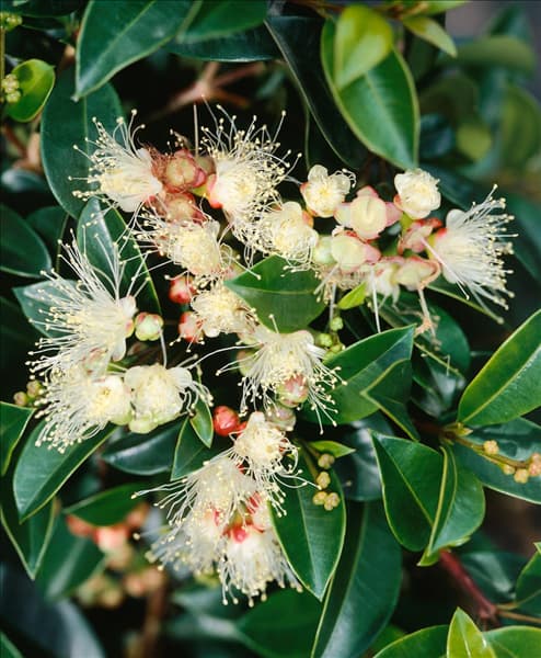 Syzygium paniculatum