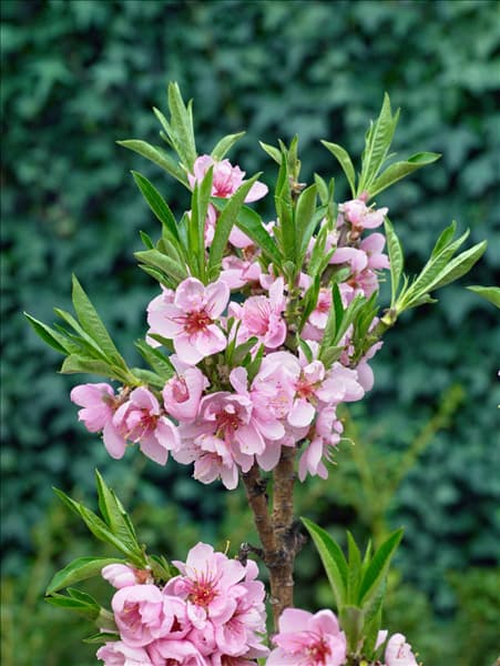 Prunus persica var. persica