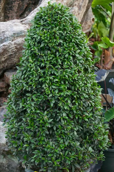Syzygium paniculatum