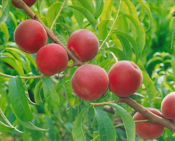 Prunus persica var. persica Honora