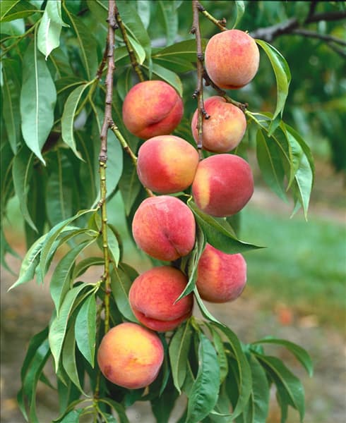 Prunus persica var. persica Garnet Beauty