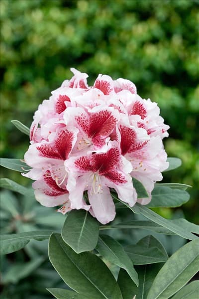 Rhododendron Belami®