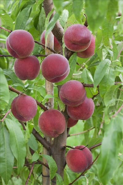 Prunus persica var. persica Benedicte