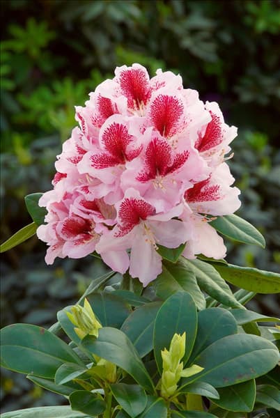 Rhododendron Hybride Belami (R)