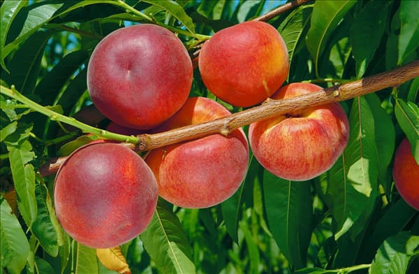 Prunus persica var. persica