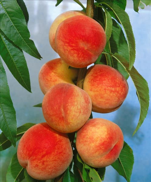 Prunus persica var. persica