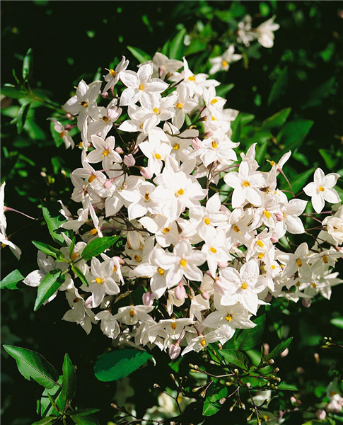 Solanum jasminoides Album