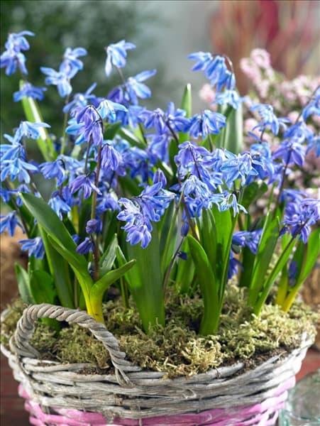 Scilla siberica Spring Beauty