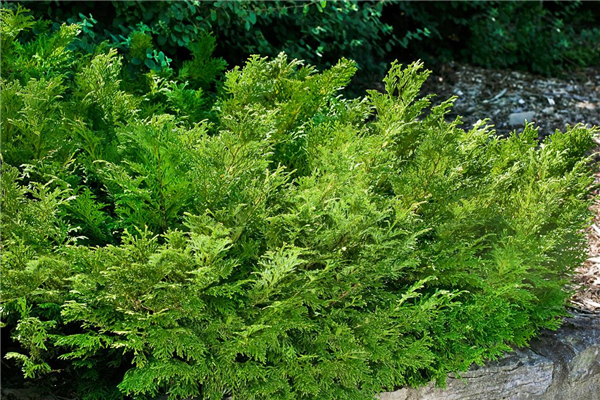 Thujopsis dolabrata