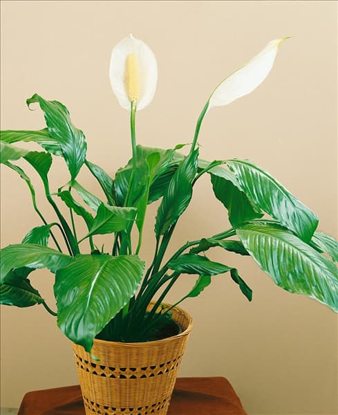 SPATHIPHYLLUM MONA LISA