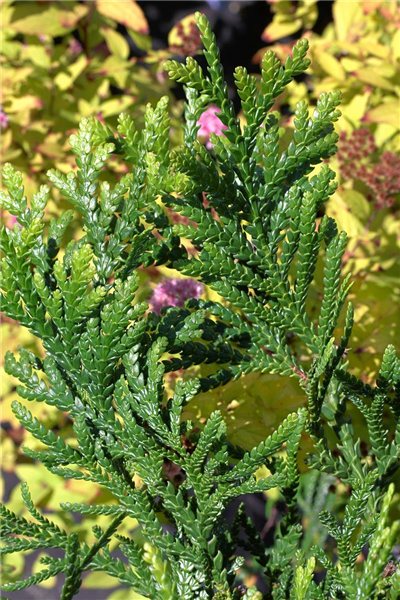 Thujopsis dolabrata