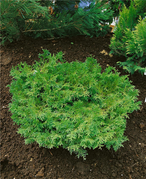 Thujopsis dolabrata Nana