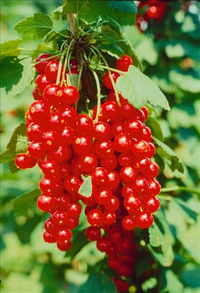 Ribes rubrum Gerouge 1