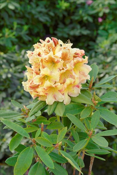 Rhododendron Hybride Bernstein