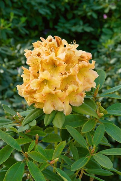 Rhododendron Bernstein