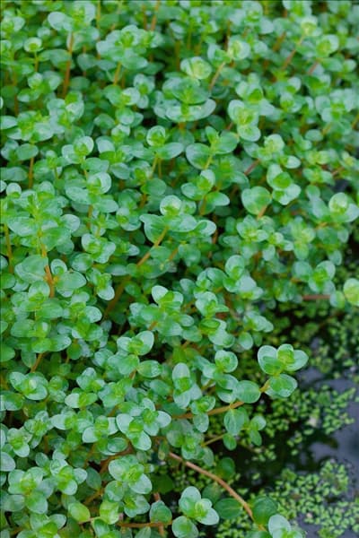 Rotala indica