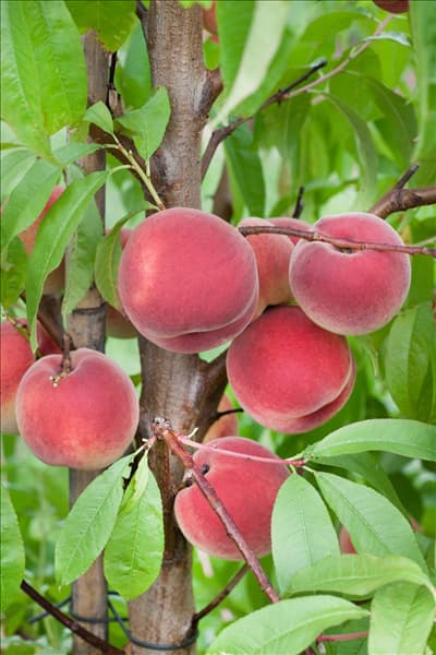 Prunus persica var. persica Benedicte