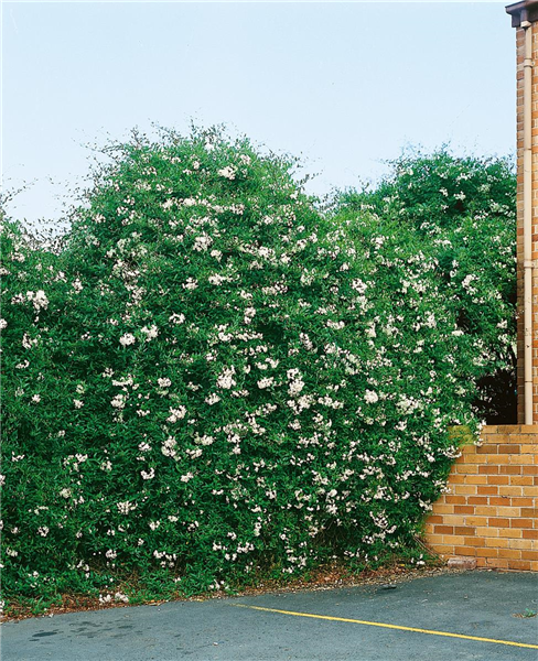 Solanum jasminoides Album