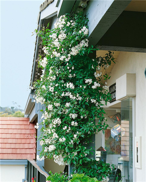 Solanum jasminoides Album