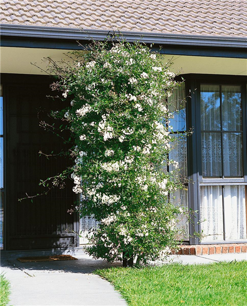 Solanum jasminoides Album