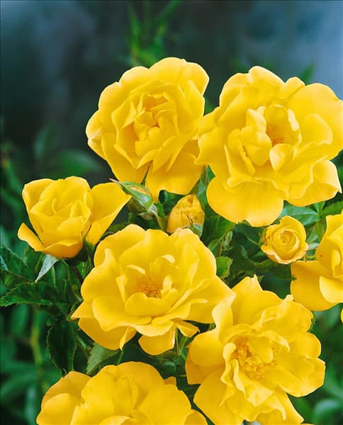 Floribunda Rose Gold Holstein