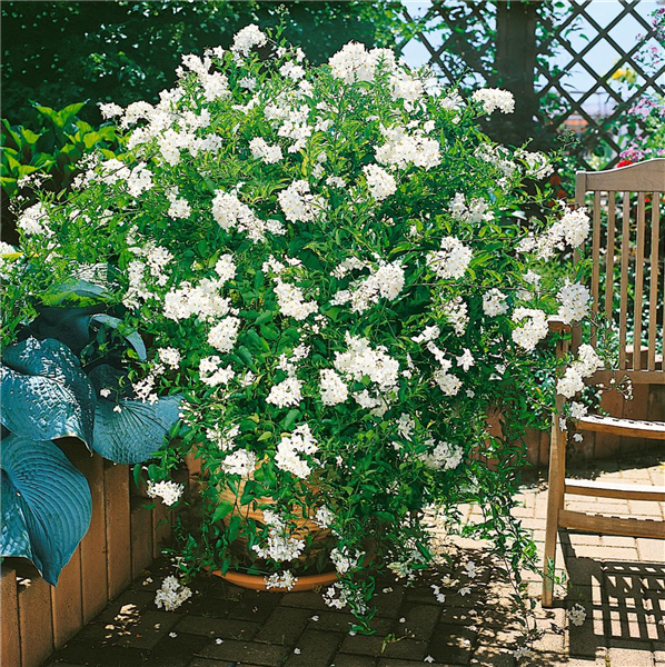 Solanum jasminoides Album