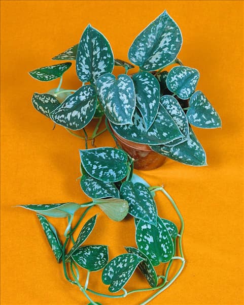 SCINDAPSUS pictus
