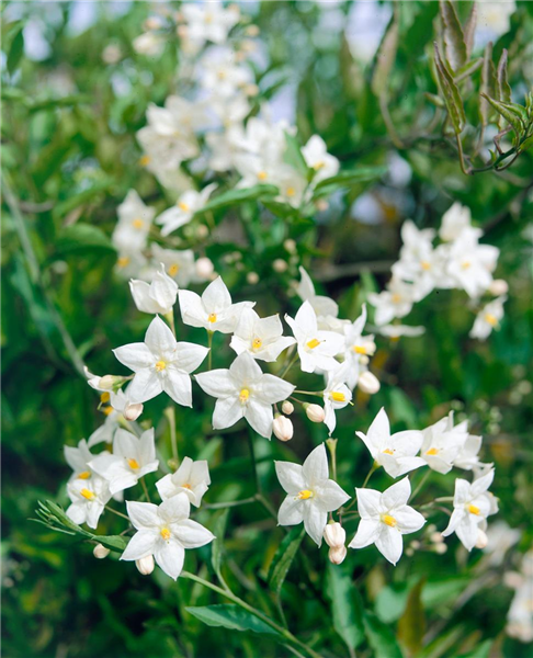 Solanum jasminoides Album