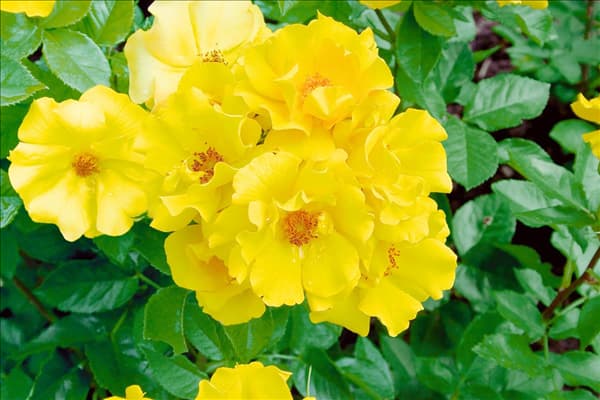 Floribunda Rose Golden Holstein