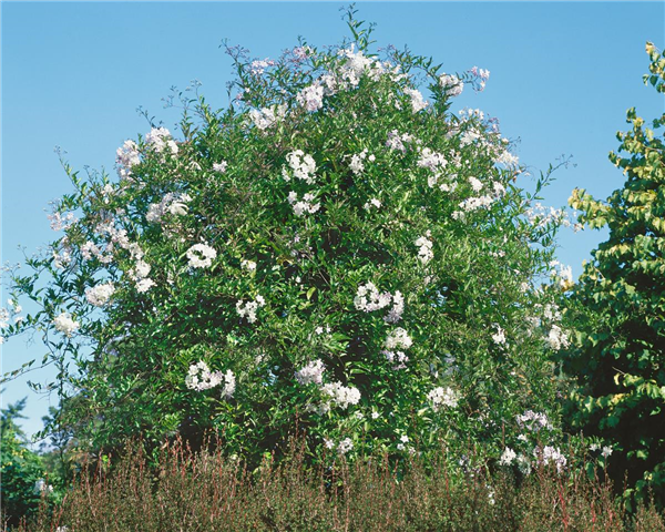 Solanum jasminoides Album