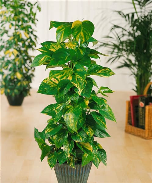 Scindapsus pictus