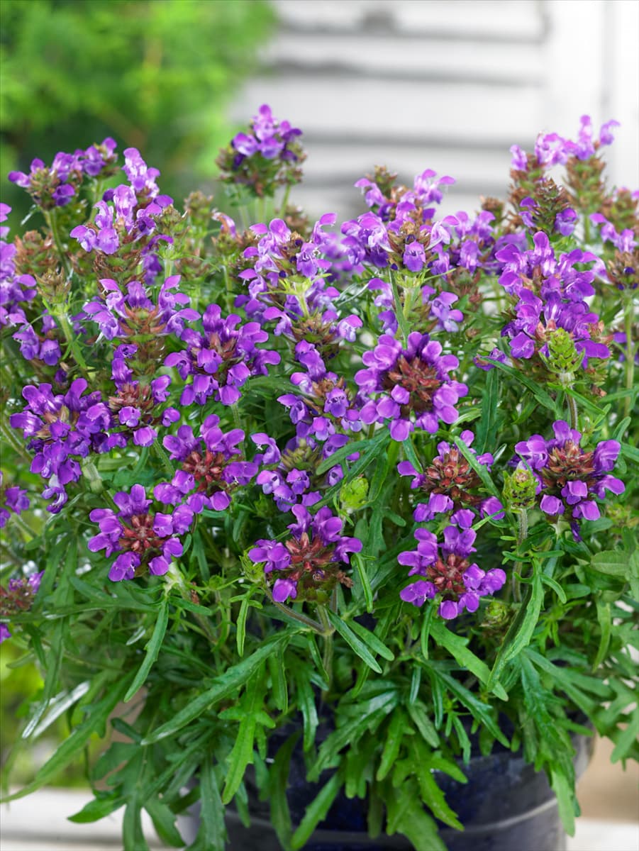 Prunella grandiflora Bella Blue